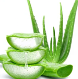 Aloe Ver